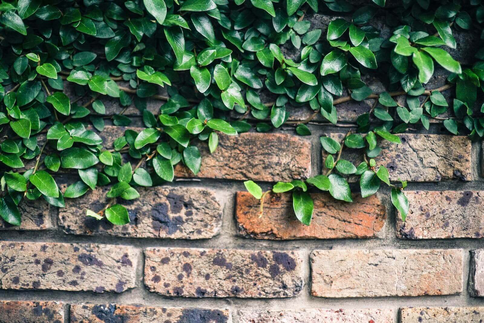 moldy brick pavers
