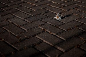 Brick Pavers vs Poured Concrete: Which Is Right for Your Home?