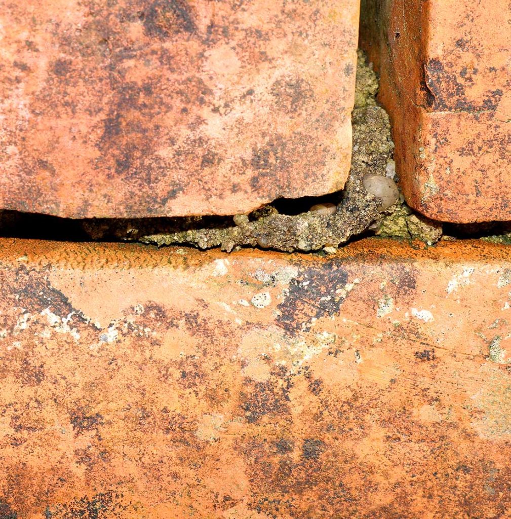 repointing brick mortar
