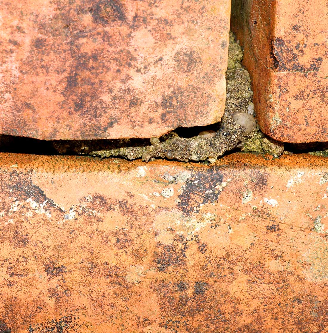 repointing brick mortar